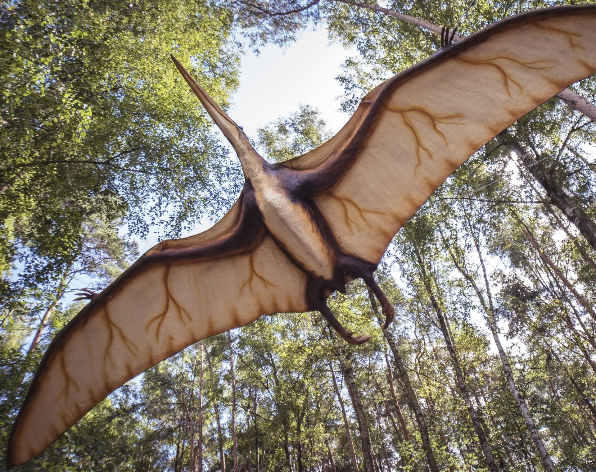 Antigo réptil voador “Dragão da Morte” é descoberto na Argentina