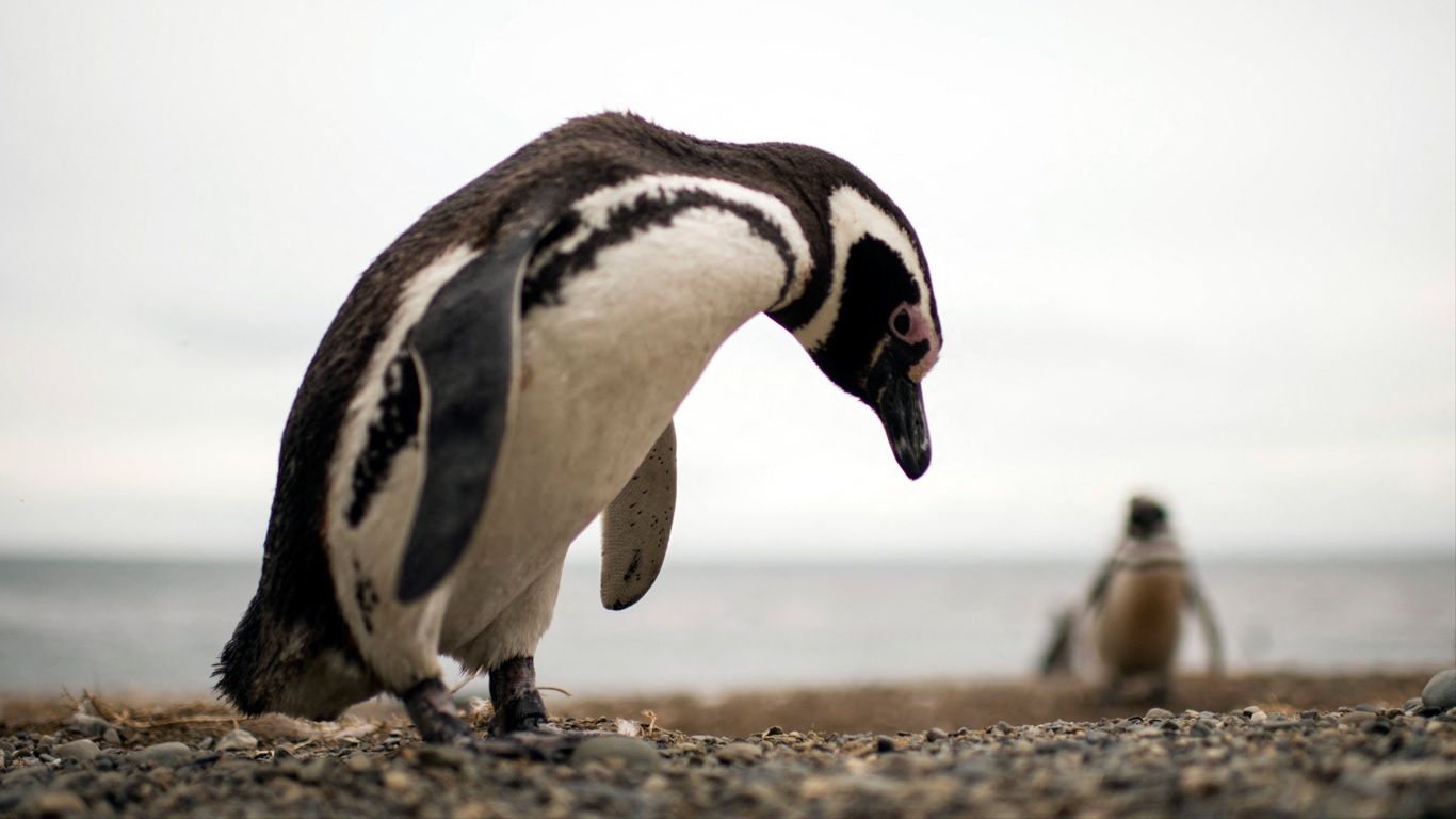 Ciclone matou centenas de Pinguins na costa do Sul do Brasil
