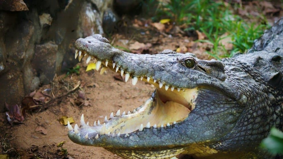 Crocodilo devora menino de 8 anos na Costa Rica