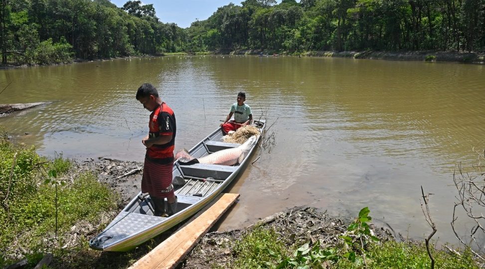 <strong>Pirarucu protege terras indígenas no Amazonas</strong>