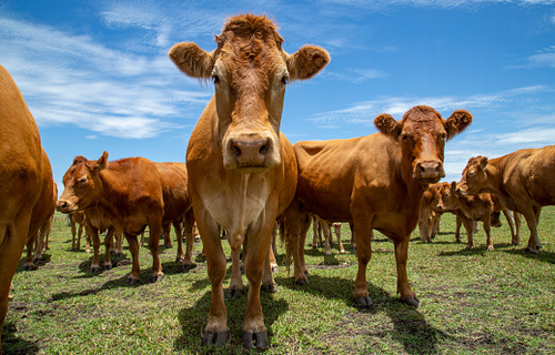 “Vaca louca” no Pará, governo suspende exportações de carne à China