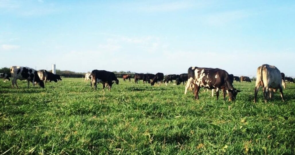 Fazenda do Ceará moderniza gestão para enfrentar desafios da atividade leiteira