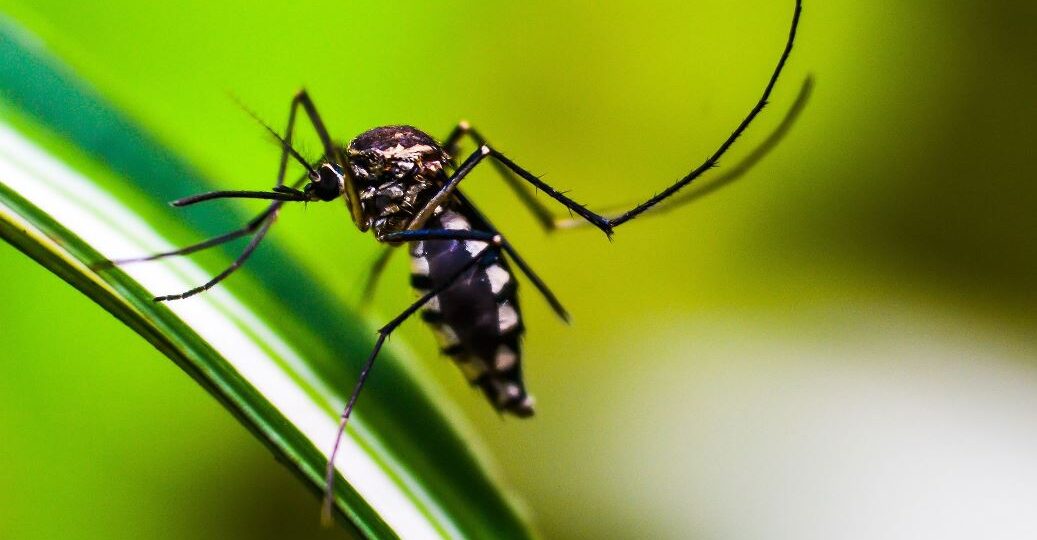 Mosquito genéticamente projetados são liberados para combater a dengue